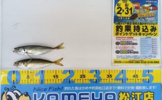 2025.7.26 アジ 美保湾