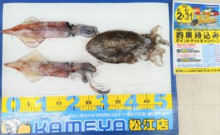 2025.7.3   シロイカ、他　　島根半島