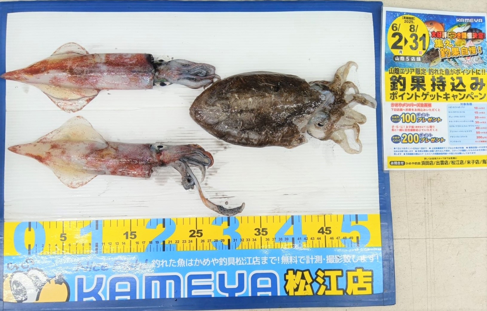 2025.7.3 シロイカ、他 島根半島 | かめや釣具