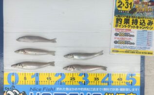 2025.7.3  島根半島　キス