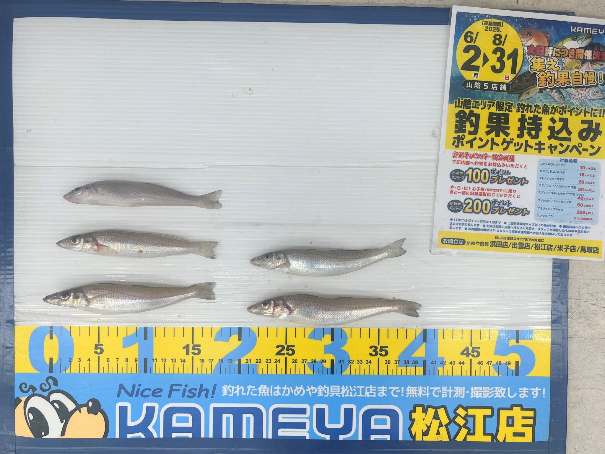 2025.7.3 島根半島 キス | かめや釣具