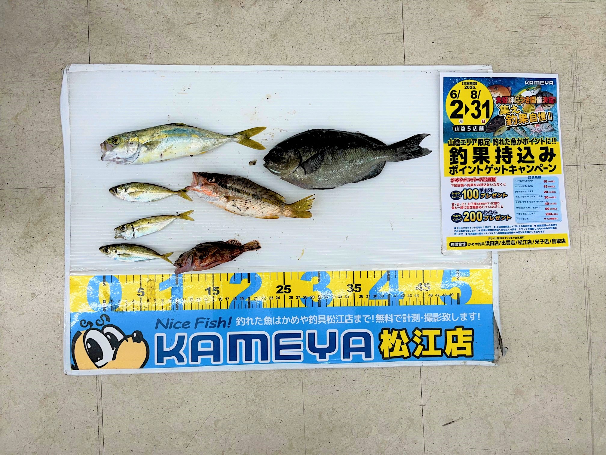2025.7.31 島根半島 様々な魚種 | かめや釣具