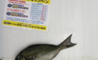 2025.7.20　グレ　大社