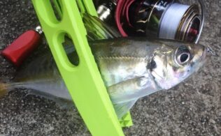 アジング釣行