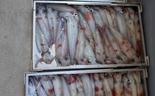 お客様釣果報告