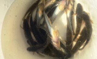 お客様釣果