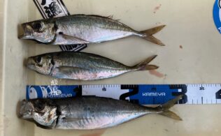 波止サビキ　アジ