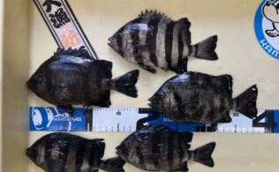 サビキ釣り　サンバソウ
