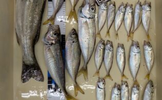 サビキ釣り　セイゴ　アジ