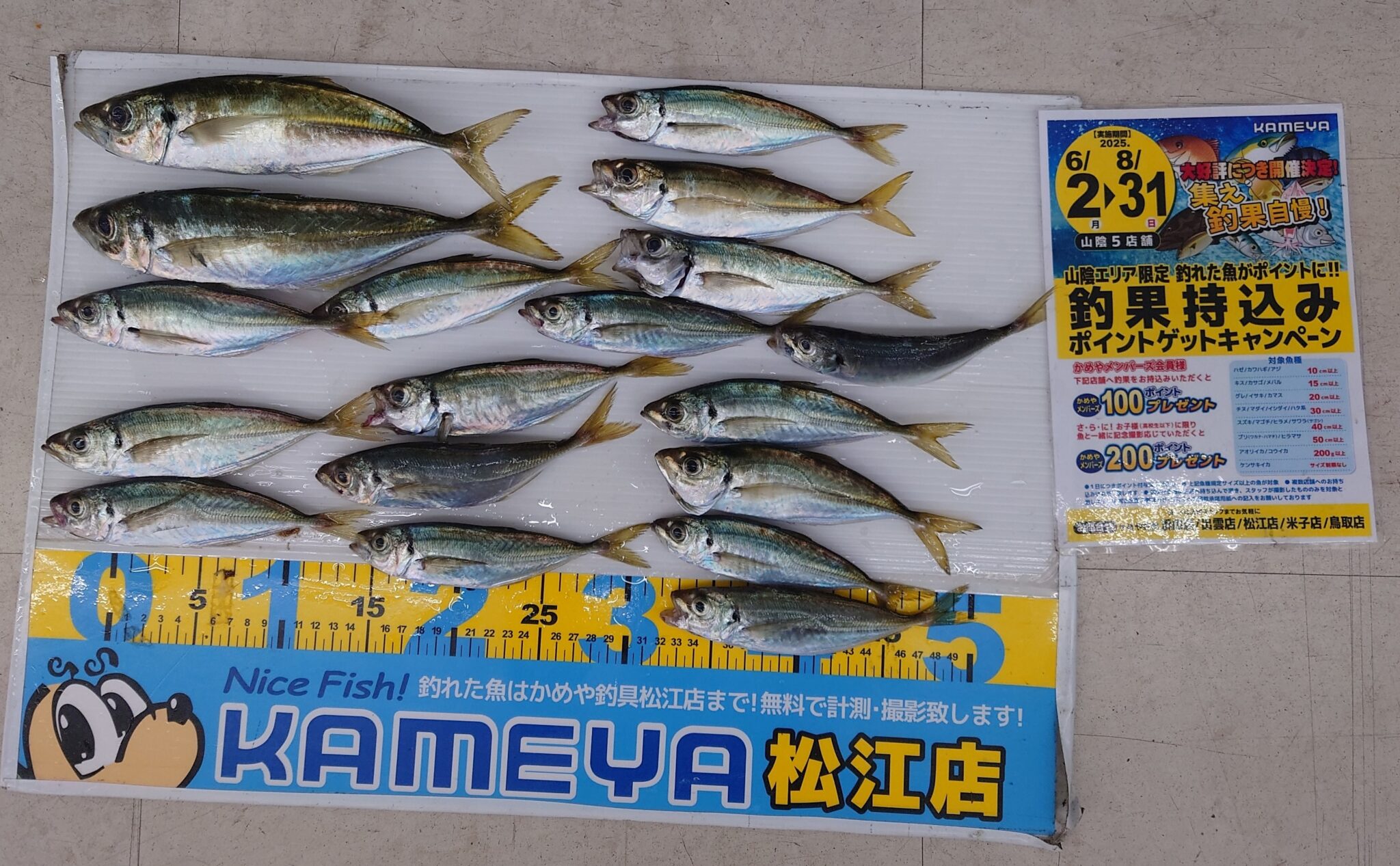 かめきちページ 2025・7・19 アジ18匹 美保湾 | かめや釣具