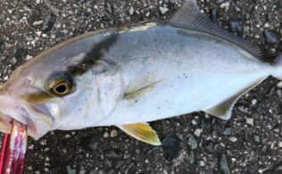 お客様釣果 アカヒラ