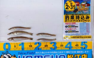 2025.7.24 キス 弓ヶ浜