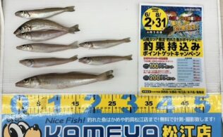 2025.7.23　弓ヶ浜　キス　