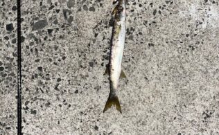 カマスの釣果
