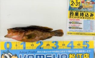 2025.8.4  島根半島　アコウ