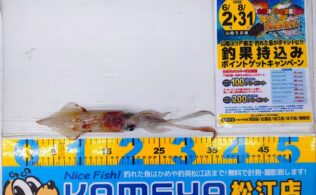 2025.8.4 シロイカ 島根半島