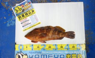 2025/08/05  大社地磯　キジハタ