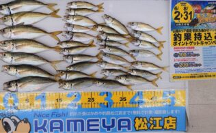 2025.8.5  島根半島　アジ
