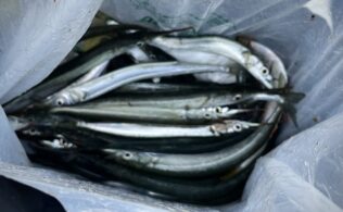 サヨリが意味分からんほど釣れてます。