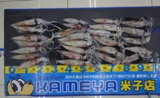 シロイカ　島根半島　0802