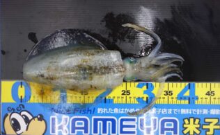 お客様釣果　アオリイカ