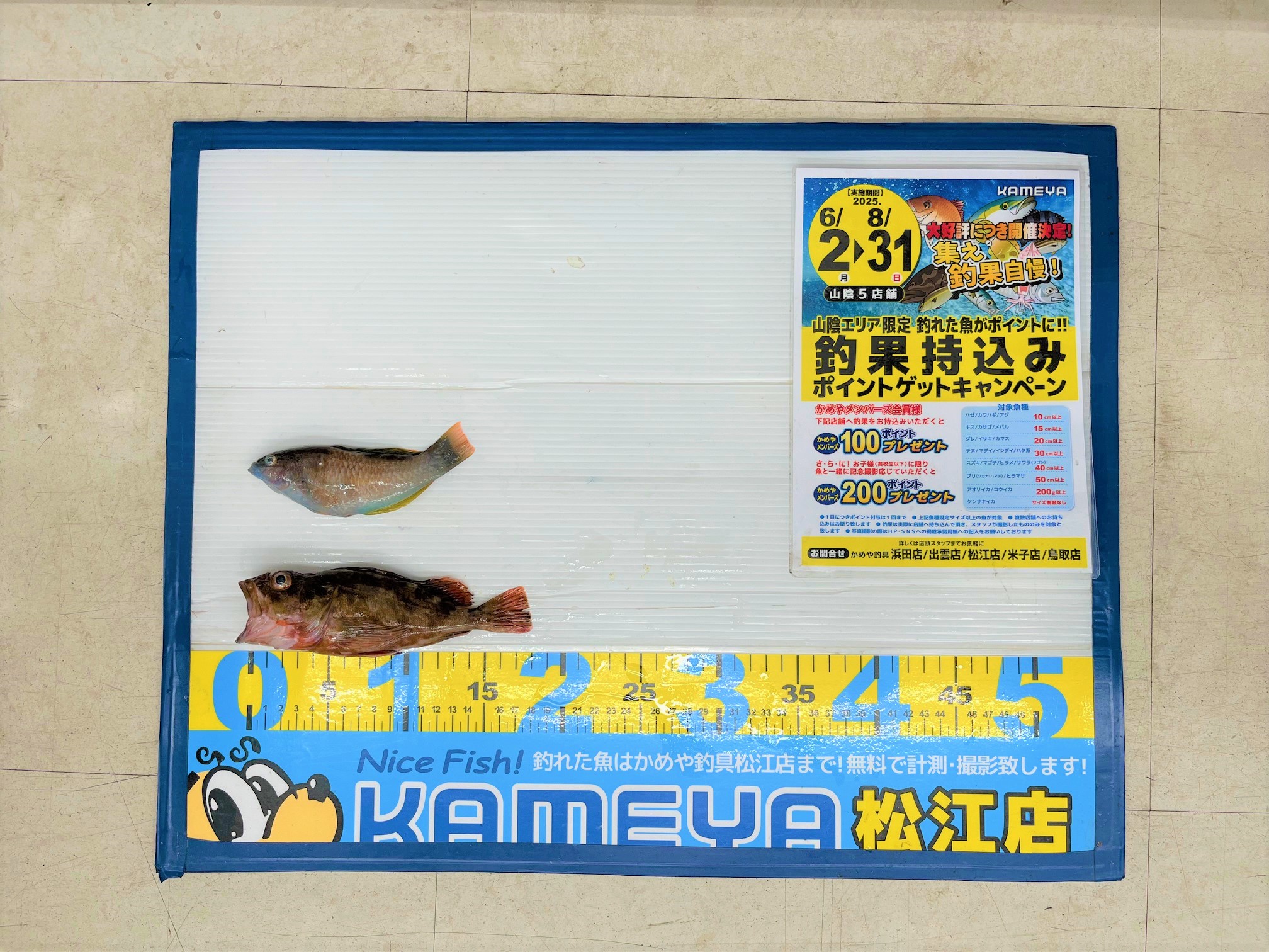 2025.8.15 島根半島 カサゴ ベラ | かめや釣具