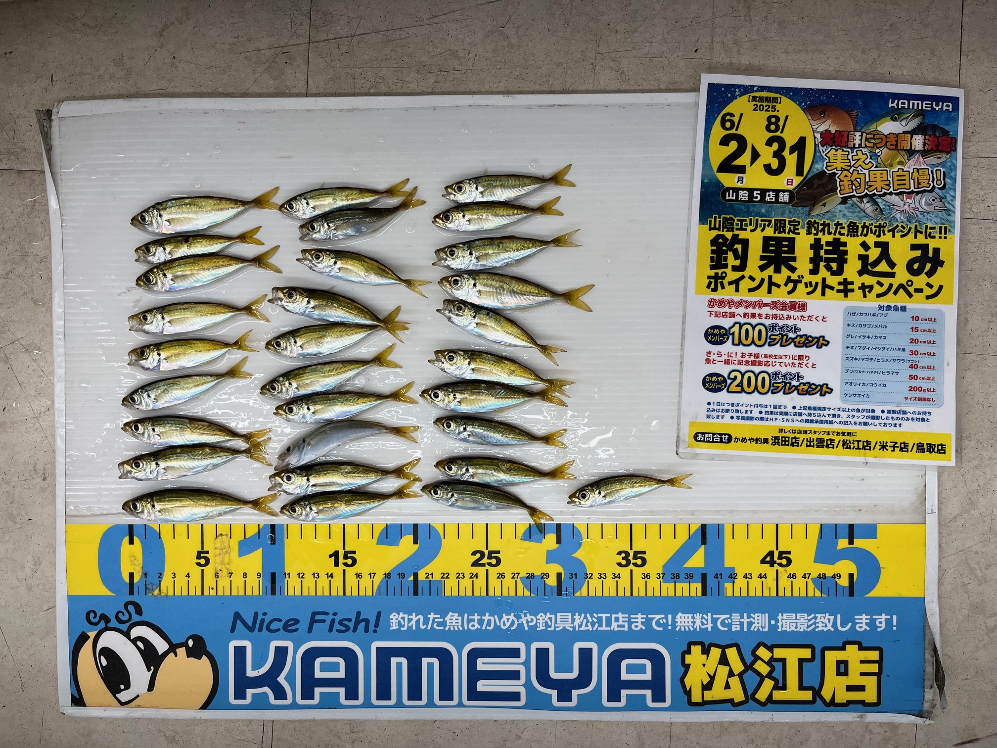 2025.8.5 島根半島 アジ | かめや釣具