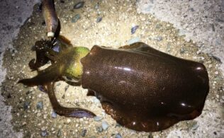 アオリイカ　スタッフ釣果