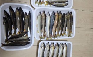 2025.9.13　三刀屋川　鮎