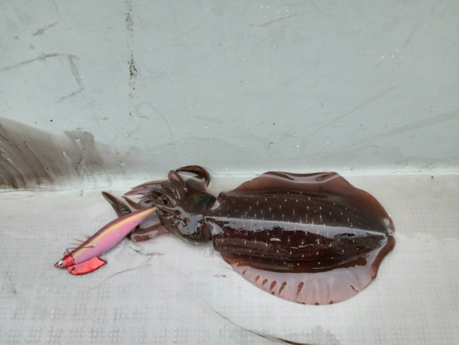 2025.9.24 大社湾 アオリイカ | かめや釣具