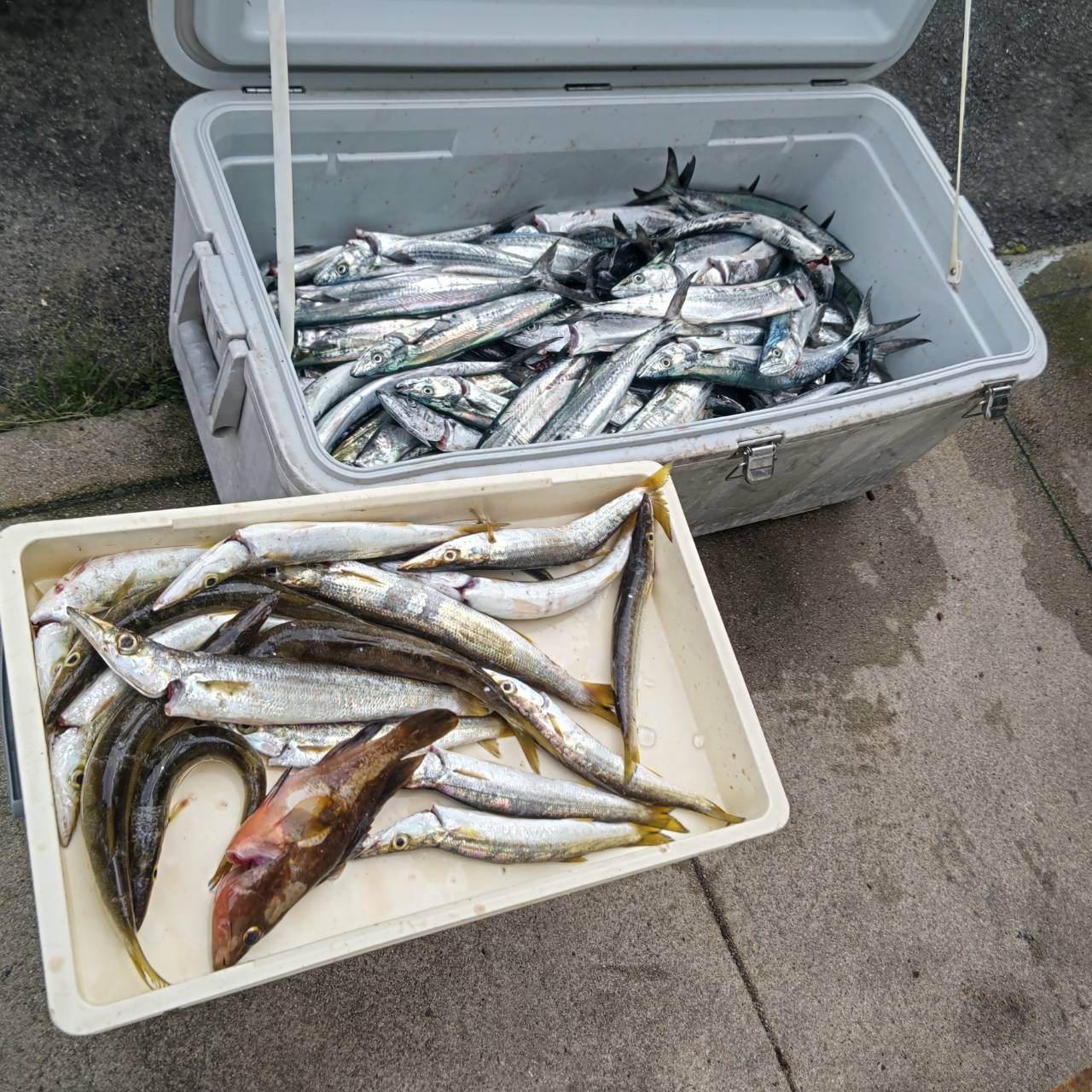 2025.9.30 築港 サゴシ | かめや釣具