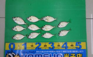 エノハ　弓ヶ浜