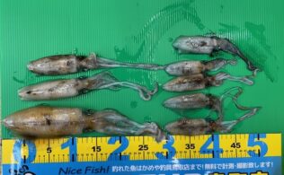 東部地磯　アオリイカ