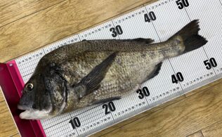 波止フカセ　チヌ