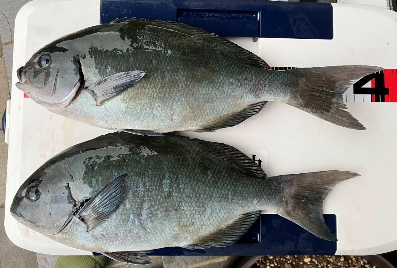 年末大サービス!熱帯魚各種販売させて頂きます。 大型熱帯魚 - 熱帯魚のmishima