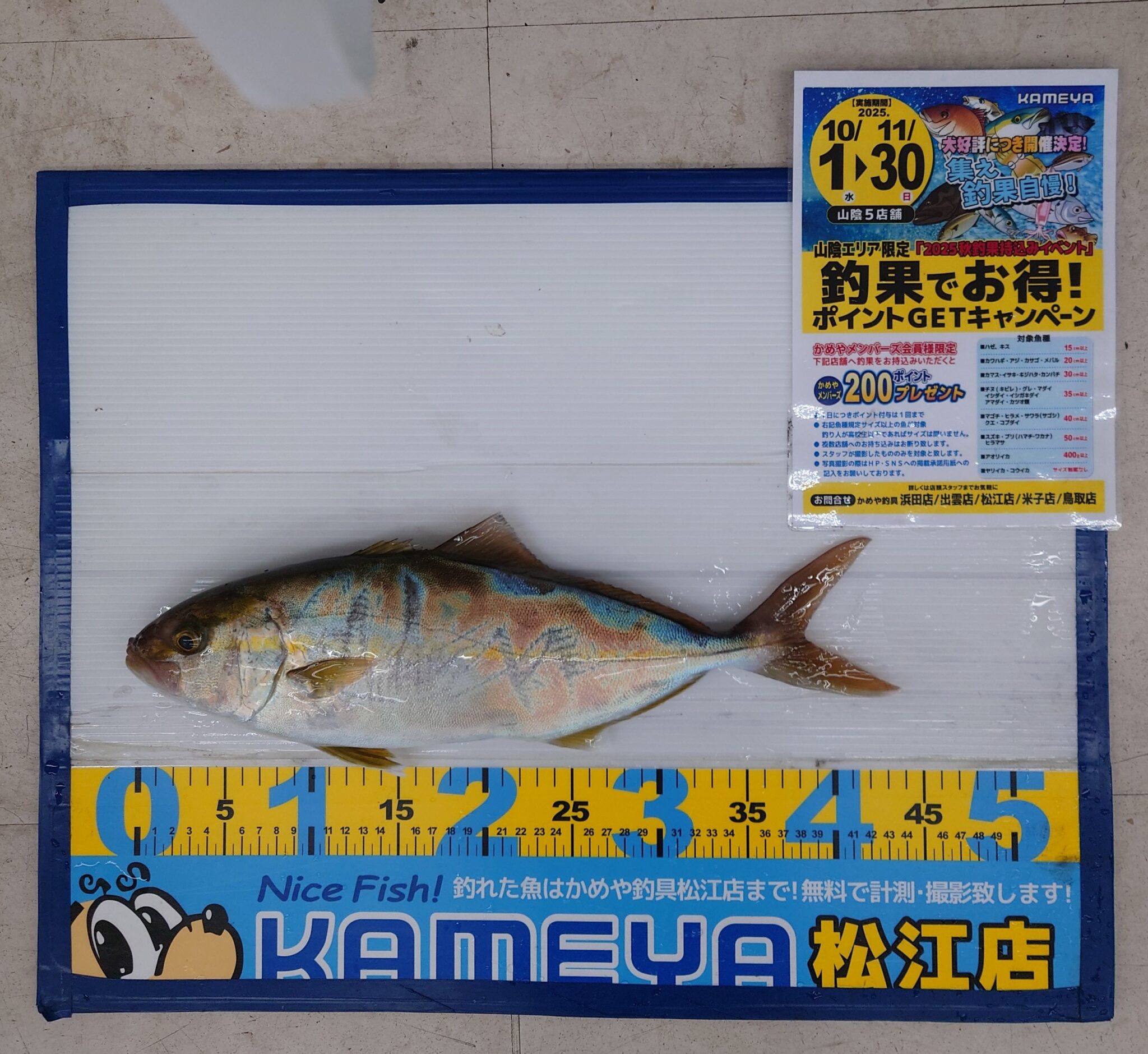 2025・10・10 アカヒラ43cm 十六島港 | かめや釣具