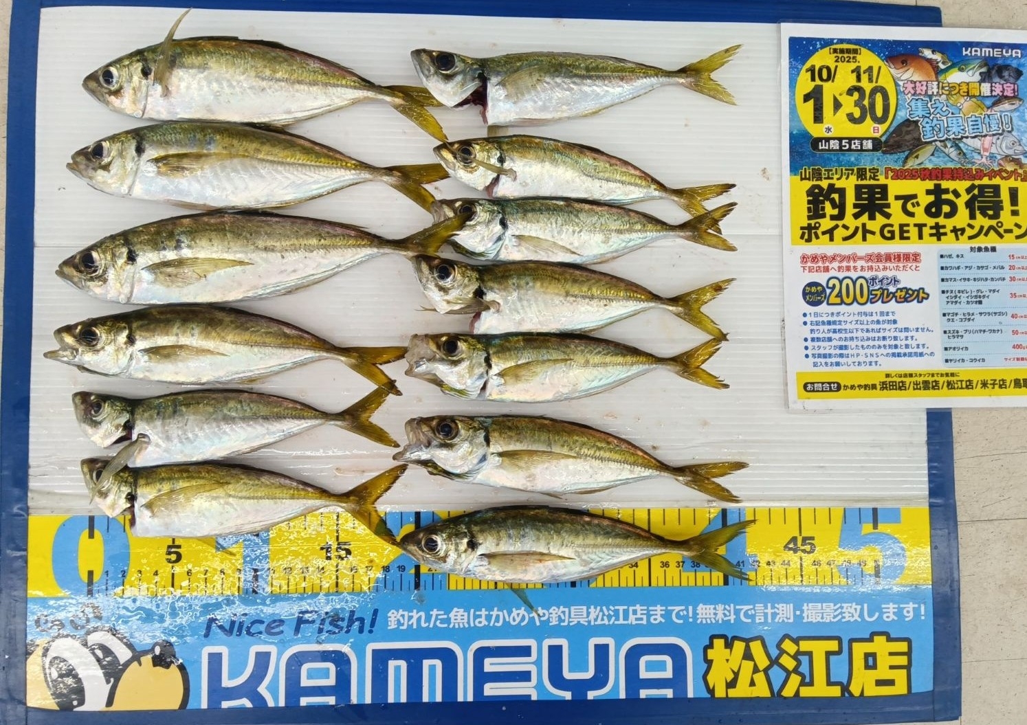 2025.10.27 美保湾 アジ | かめや釣具