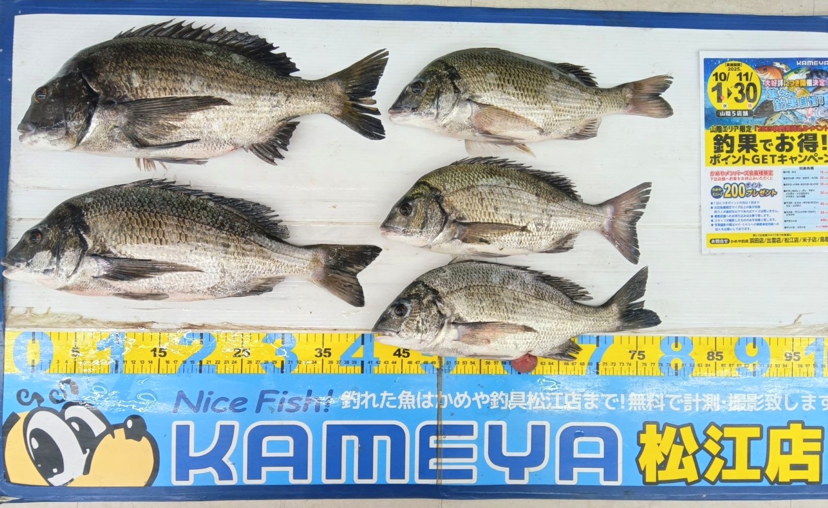 2025.10.27 中海 チヌ | かめや釣具