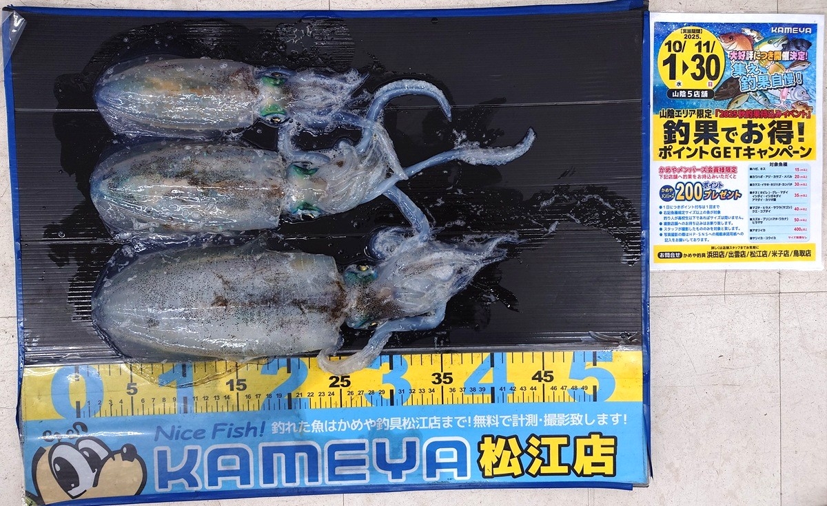 2025.10.23 アオリイカ 島根半島 | かめや釣具