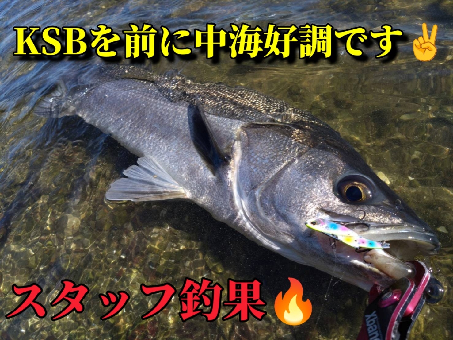 中海シーバス好調ですっ🔥🔥🔥 | かめや釣具
