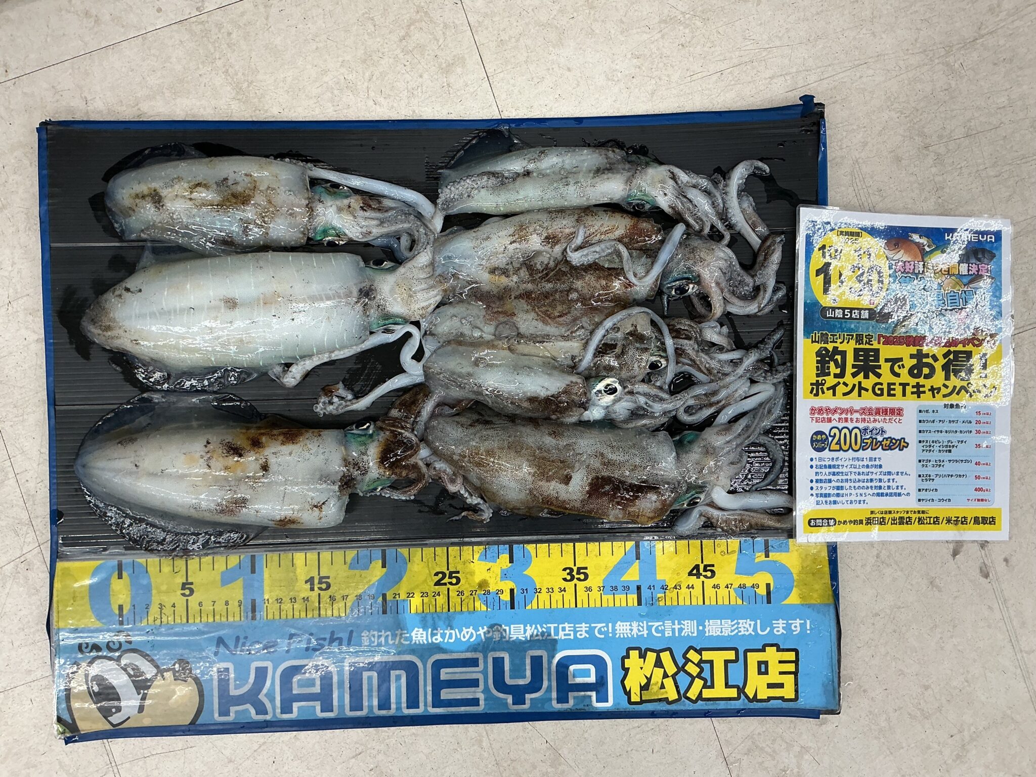 2025.10.26 島根半島 アオリイカ | かめや釣具