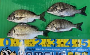 波止　ウキ釣り　チヌ