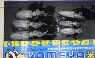 アオリイカ　島根半島1030