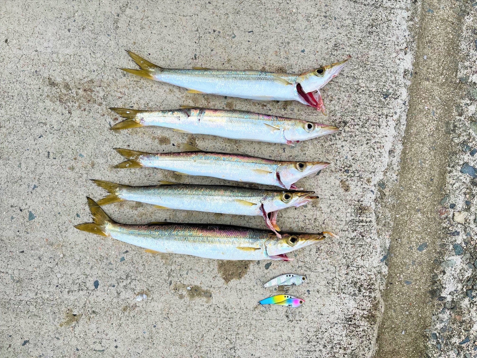 カマス釣れてますよ～ | かめや釣具