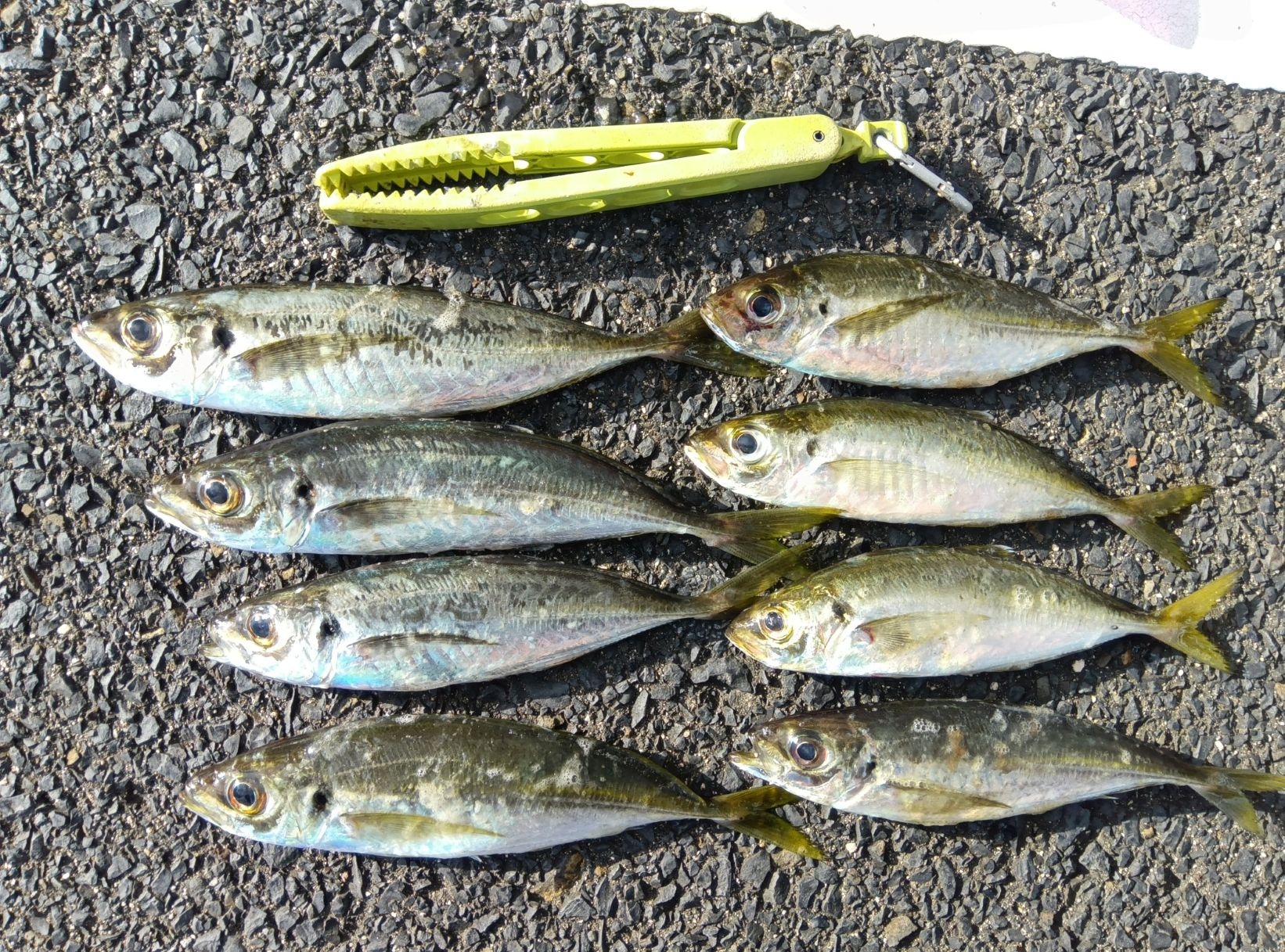 良型アジが好調～(^O^)／ | かめや釣具