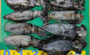 地磯エギング　アオリイカ