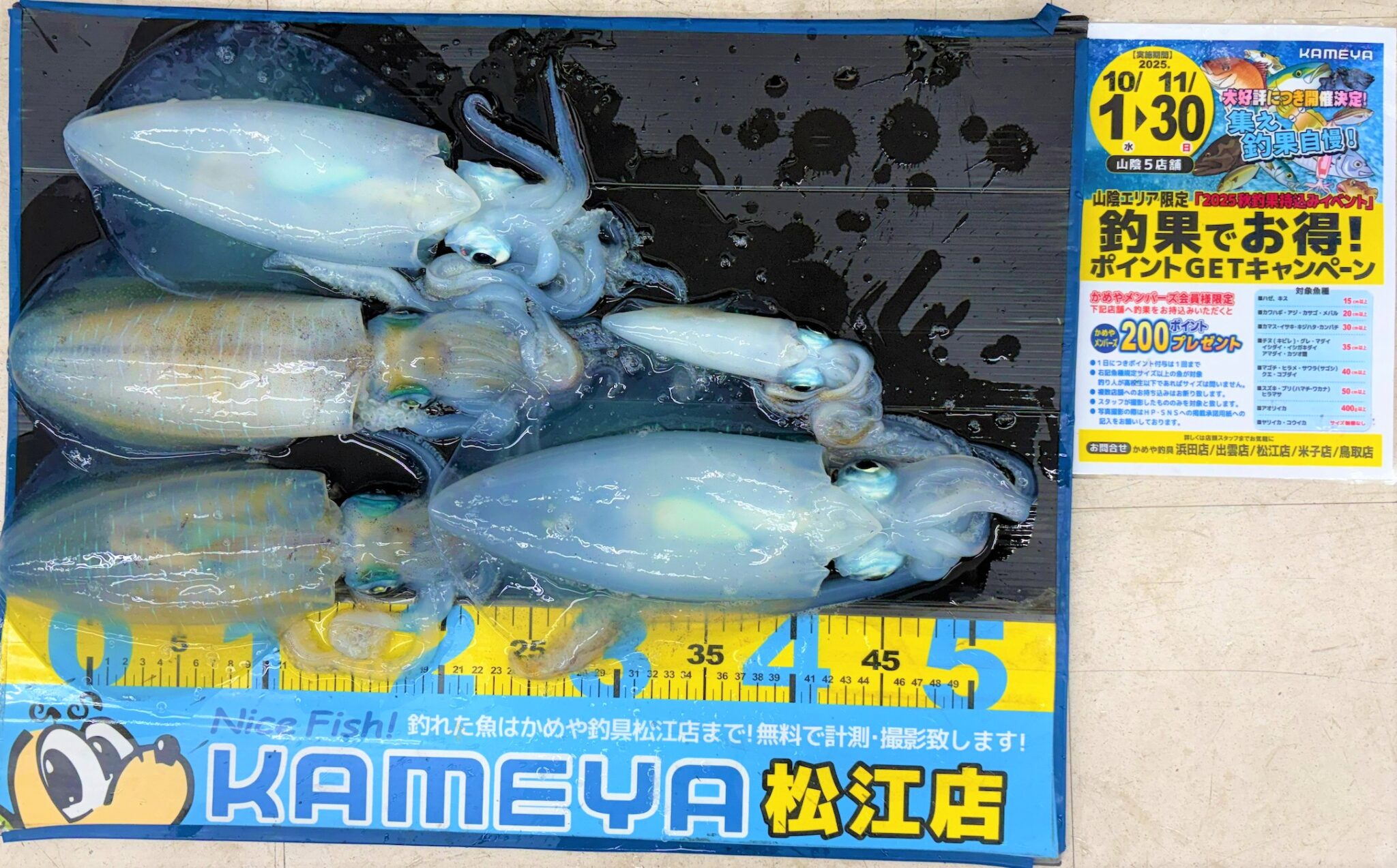 2025.10.11 島根半島 アオリイカ | かめや釣具