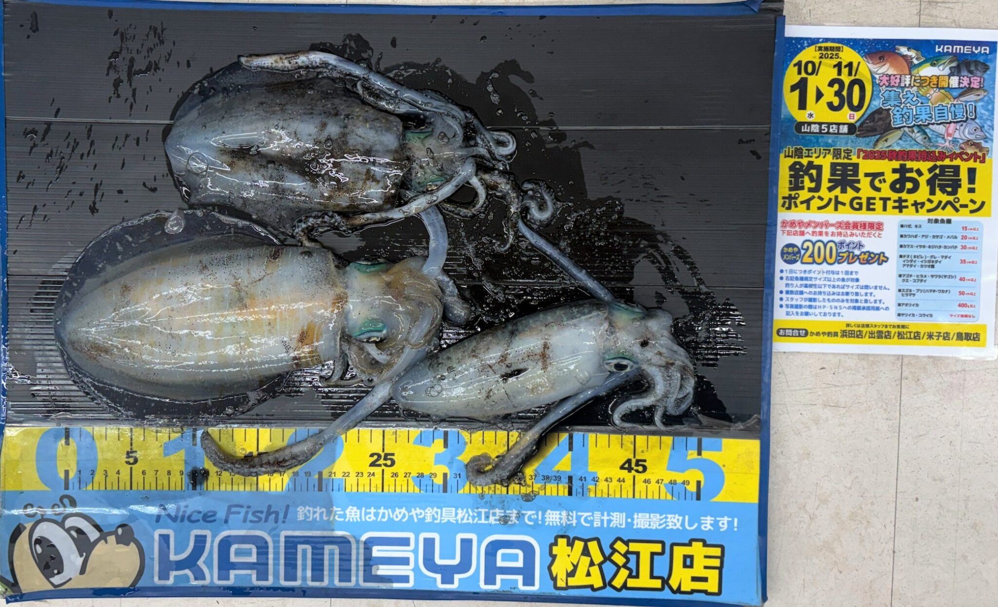 2025.10.14 島根半島 アオリイカ | かめや釣具