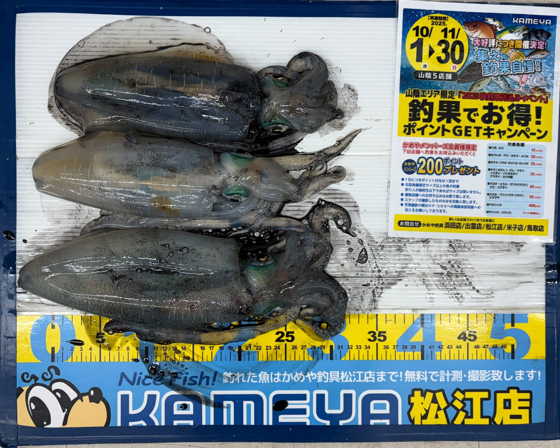 2025.10.28 島根半島 アオリイカ | かめや釣具