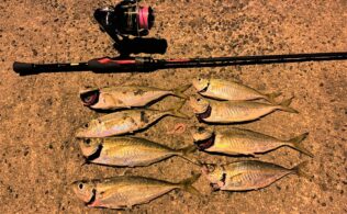 初アジングの釣果